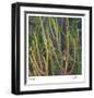 Pencil Cactus 2-Ken Bremer-Framed Limited Edition