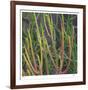 Pencil Cactus 2-Ken Bremer-Framed Limited Edition