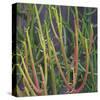 Pencil Cactus 2-Ken Bremer-Stretched Canvas