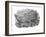 Pencil Drawing of Hesperosaurus Mjosi-null-Framed Art Print