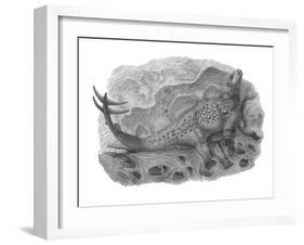 Pencil Drawing of Hesperosaurus Mjosi-null-Framed Art Print