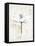 Pencil Floral I Gold-Avery Tillmon-Framed Stretched Canvas