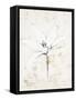 Pencil Floral XII Gold-Avery Tillmon-Framed Stretched Canvas