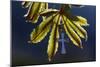 Pendant with cross on a young green chestnut leaf at springtime-null-Mounted Giclee Print