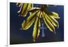 Pendant with cross on a young green chestnut leaf at springtime-null-Framed Giclee Print