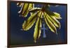 Pendant with cross on a young green chestnut leaf at springtime-null-Framed Giclee Print