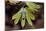 Pendant with cross on a young green chestnut leaf at springtime-null-Mounted Premium Giclee Print