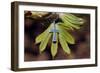 Pendant with cross on a young green chestnut leaf at springtime-null-Framed Giclee Print