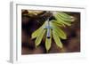 Pendant with cross on a young green chestnut leaf at springtime-null-Framed Giclee Print