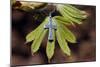 Pendant with cross on a young green chestnut leaf at springtime-null-Mounted Giclee Print