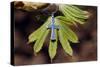 Pendant with cross on a young green chestnut leaf at springtime-null-Stretched Canvas