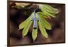 Pendant with cross on a young green chestnut leaf at springtime-null-Framed Giclee Print