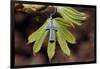 Pendant with cross on a young green chestnut leaf at springtime-null-Framed Giclee Print