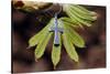 Pendant with cross on a young green chestnut leaf at springtime-null-Stretched Canvas