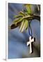 Pendant with cross on a young green chestnut leaf at springtime-null-Framed Giclee Print