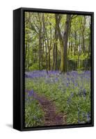 Pendarves Woods, Bluebells, Spring-null-Framed Stretched Canvas