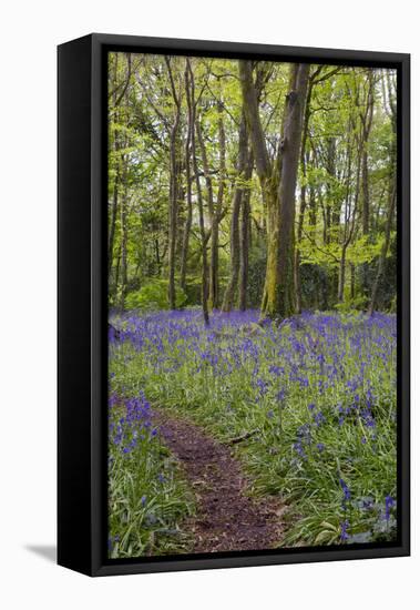 Pendarves Woods, Bluebells, Spring-null-Framed Stretched Canvas