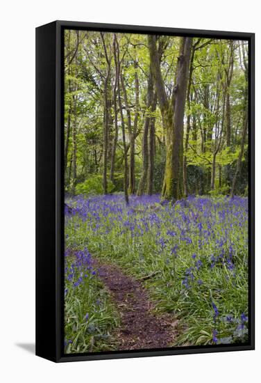 Pendarves Woods, Bluebells, Spring-null-Framed Stretched Canvas