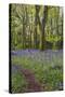 Pendarves Woods, Bluebells, Spring-null-Stretched Canvas