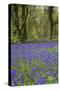 Pendarves Woods, Bluebells, Spring-null-Stretched Canvas