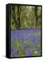 Pendarves Woods, Bluebells, Spring-null-Framed Stretched Canvas