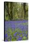 Pendarves Woods, Bluebells, Spring-null-Stretched Canvas