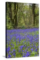 Pendarves Woods, Bluebells, Spring-null-Stretched Canvas