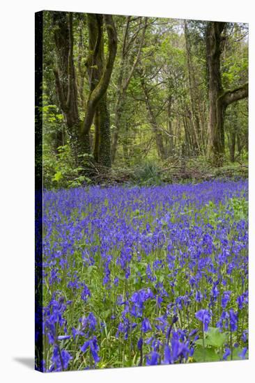 Pendarves Woods, Bluebells, Spring-null-Stretched Canvas