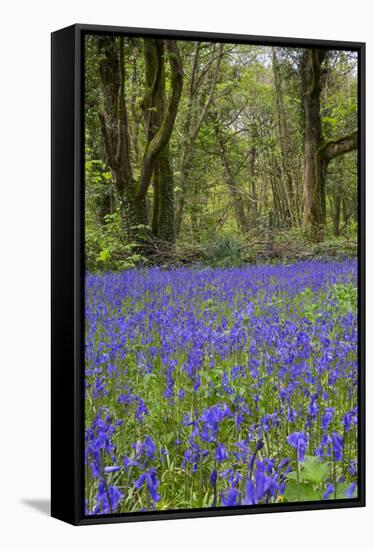 Pendarves Woods, Bluebells, Spring-null-Framed Stretched Canvas