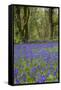 Pendarves Woods, Bluebells, Spring-null-Framed Stretched Canvas