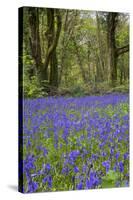 Pendarves Woods, Bluebells, Spring-null-Stretched Canvas