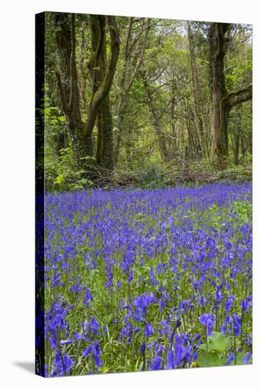 Pendarves Woods, Bluebells, Spring-null-Stretched Canvas