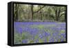 Pendarves Woods, Bluebells, Spring-null-Framed Stretched Canvas