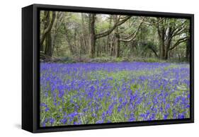 Pendarves Woods, Bluebells, Spring-null-Framed Stretched Canvas