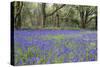 Pendarves Woods, Bluebells, Spring-null-Stretched Canvas