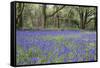 Pendarves Woods, Bluebells, Spring-null-Framed Stretched Canvas