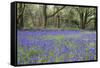 Pendarves Woods, Bluebells, Spring-null-Framed Stretched Canvas