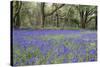 Pendarves Woods, Bluebells, Spring-null-Stretched Canvas