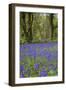 Pendarves Woods, Bluebells, Spring-null-Framed Photographic Print