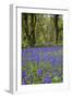 Pendarves Woods, Bluebells, Spring-null-Framed Photographic Print