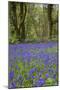 Pendarves Woods, Bluebells, Spring-null-Mounted Photographic Print