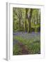 Pendarves Woods, Bluebells, Spring-null-Framed Photographic Print