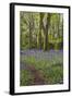 Pendarves Woods, Bluebells, Spring-null-Framed Photographic Print