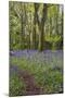 Pendarves Woods, Bluebells, Spring-null-Mounted Photographic Print