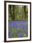 Pendarves Woods, Bluebells, Spring-null-Framed Photographic Print