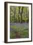 Pendarves Woods, Bluebells, Spring-null-Framed Photographic Print