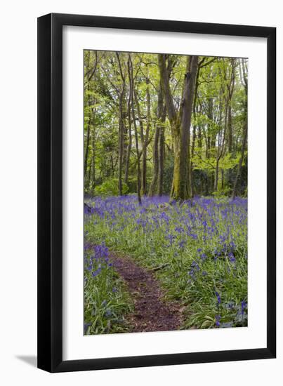 Pendarves Woods, Bluebells, Spring-null-Framed Photographic Print