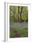 Pendarves Woods, Bluebells, Spring-null-Framed Photographic Print