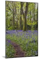 Pendarves Woods, Bluebells, Spring-null-Mounted Photographic Print