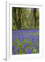 Pendarves Woods, Bluebells, Spring-null-Framed Photographic Print